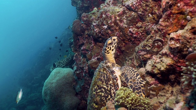 与濒危的玳瑁海龟(Eretmochelys imbricata)一起潜水视频素材