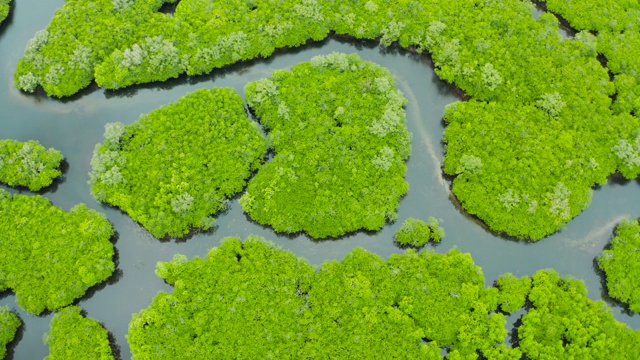 红树林和河流鸟瞰图视频素材