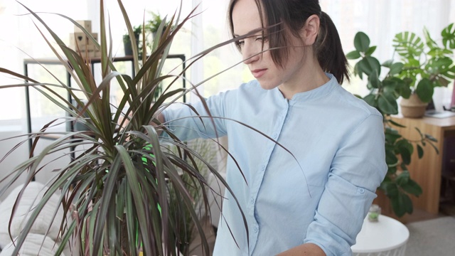 往室内植物里浇水的女人视频素材