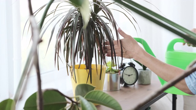 女人在家给植物浇水视频素材