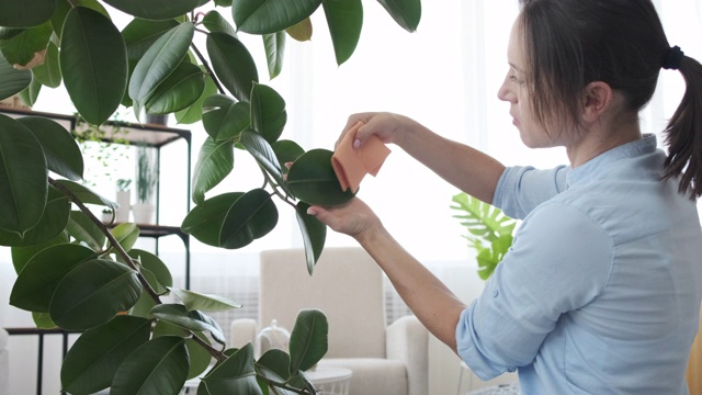 在家里清洁植物的妇女视频素材