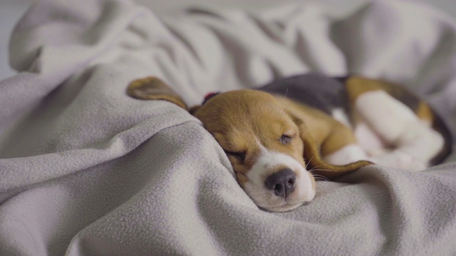 比格犬宝宝在床垫上咬假骨头视频素材