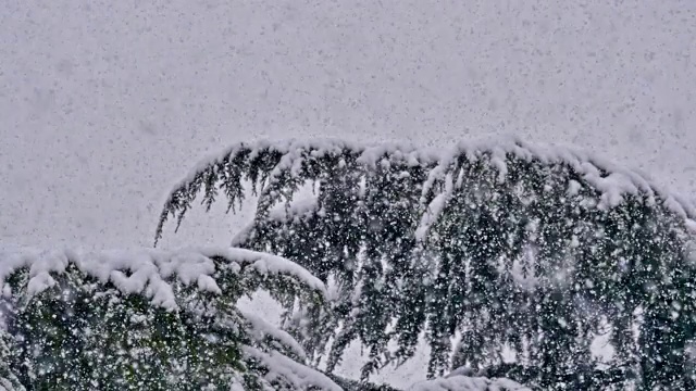 松树上下起了大雪视频素材