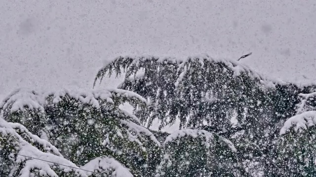 松树上下起了大雪视频素材