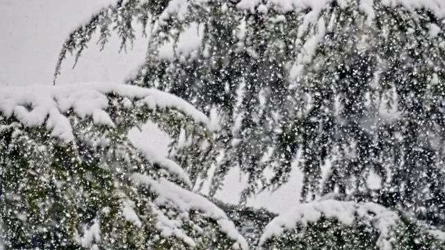 松树上下起了大雪视频素材