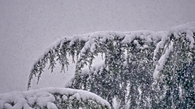 松树上下起了大雪视频素材