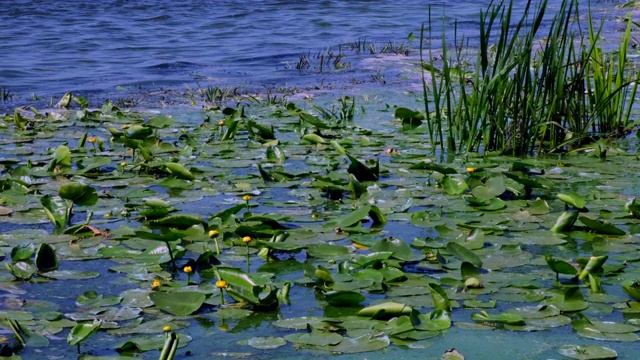 黄睡莲lutea。河上有许多黄色的睡莲。大自然。花视频素材