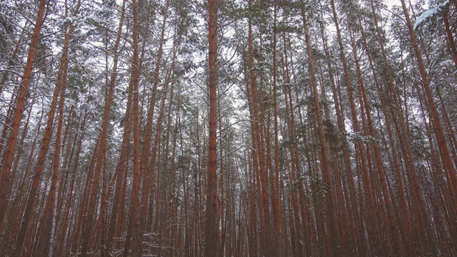 循环录像，冬天美丽的松林里下雪。视频素材