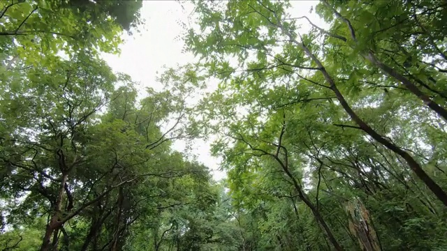 仰望在森林树木绿色的自然视频素材