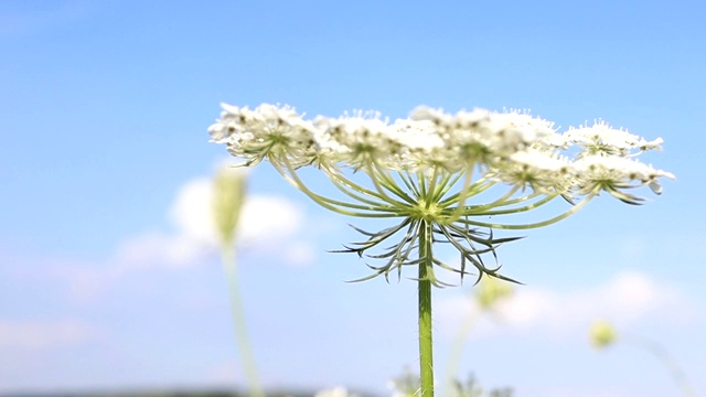 特写野生胡萝卜花在蓝天的背景吹在风中视频素材