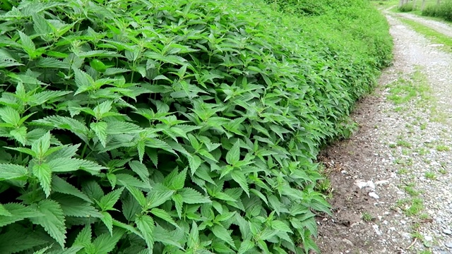 生长在小路上的一组普通荨麻(荨麻属荨麻)视频素材