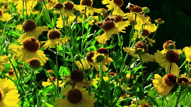 蜜蜂黄花视频背景视频素材