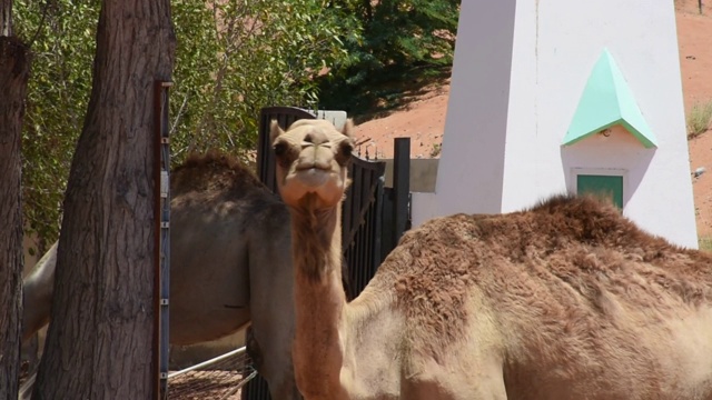 在阿拉伯联合酋长国(UAE)的沙漠沙丘上拍摄的单峰驼(Camelus dromedarius)头部特写。视频素材