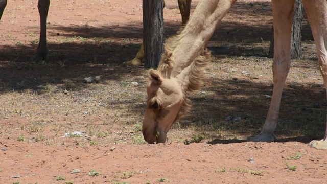 在阿拉伯联合酋长国(UAE)的沙漠沙丘上拍摄的单峰驼(Camelus dromedarius)头部特写。视频素材