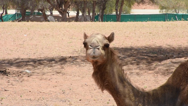 在阿拉伯联合酋长国(UAE)的沙漠沙丘上拍摄的单峰驼(Camelus dromedarius)头部特写。视频素材