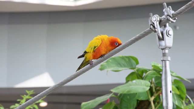 太阳长尾小鹦鹉(Aratinga solstitialis)有着美丽的黄色、橙色和红色的颜色，也被称为南美洲栖息在一根电线上的太阳圆锥。视频素材