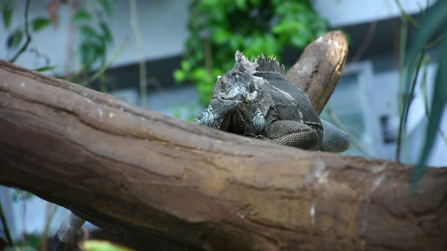 一只绿色的鬣蜥(Iguana Iguana)在热带雨林的树枝上行走，炫耀自己的全长身体视频素材