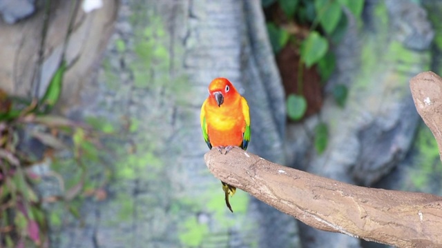 太阳长尾小鹦鹉(Aratinga solstitialis)有着美丽的黄色、橙色和红色的颜色，也被称为栖息在南美一棵树上的太阳圆锥。视频素材