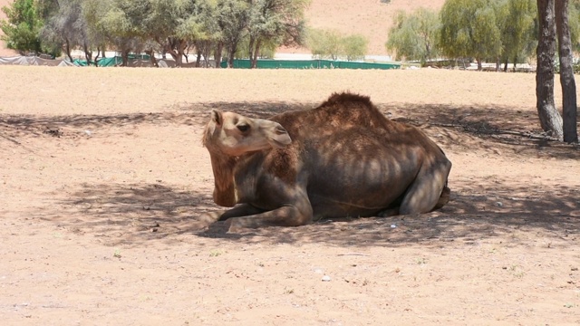 一只单峰骆驼(Camelus dromedarius)坐在阿拉伯联合酋长国(UAE)的沙漠沙丘上。视频素材