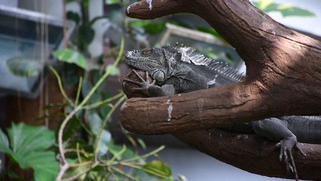 一只绿色的鬣蜥(Iguana Iguana)在热带雨林的树枝上行走，炫耀自己的全长身体视频素材