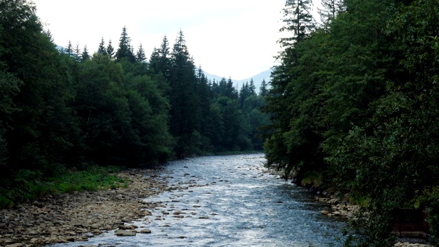 美丽的山河穿过松林视频素材