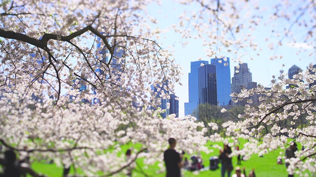 4月16日，在美国纽约，在樱花盛开的樱花丛中，摩天大楼矗立在曼哈顿中城。人们在草地上休息。视频素材