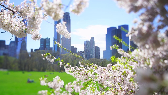 4月16日，美国纽约，曼哈顿中城摩天楼矗立在樱花盛开的樱花树后。人们在草地上休息。视频素材