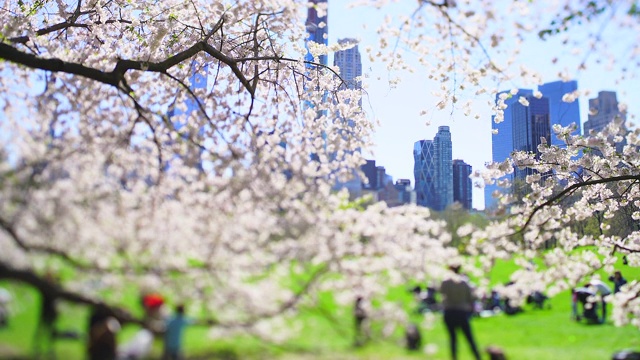 4月16日，在美国纽约，在樱花盛开的樱花丛中，摩天大楼矗立在曼哈顿中城。人们在草地上休息。视频素材