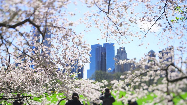 4月16日，在美国纽约，在樱花盛开的樱花丛中，摩天大楼矗立在曼哈顿中城。人们在草地上休息。视频素材