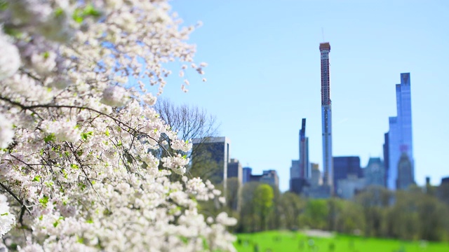 4月16日，美国纽约，曼哈顿中城摩天楼矗立在樱花盛开的樱花树后。人们在草地上休息。视频素材