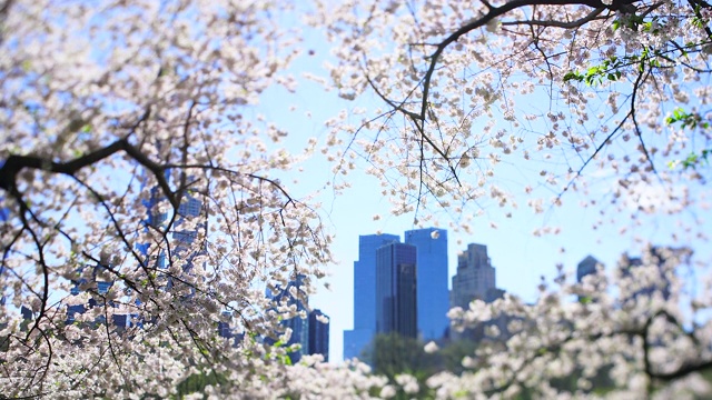 4月16日，在美国纽约，在樱花盛开的樱花丛中，摩天大楼矗立在曼哈顿中城。人们在草地上休息。视频素材