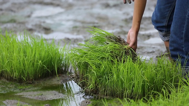 友谊，年轻的农民种植水稻浆果有机稻田稻田，共同的理念。视频素材