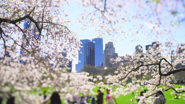 4月16日，在美国纽约，在樱花盛开的樱花丛中，摩天大楼矗立在曼哈顿中城。人们在草地上休息。视频素材