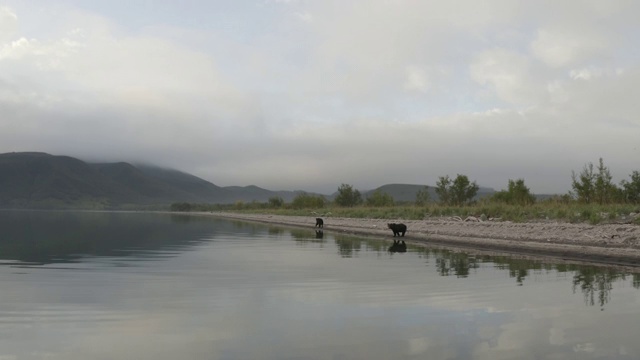 俄罗斯堪察加半岛千岛群岛湖边的两只棕熊视频素材