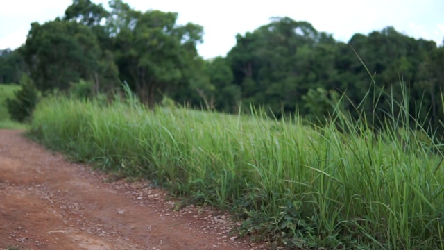 在泰国Khao yai国家公园的草地上，美女们在玩纺纱视频素材