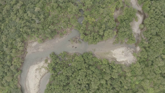 棕熊在千岛湖捕猎鲑鱼视频素材