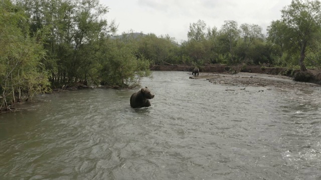 俄罗斯堪察加半岛千岛湖上，一只棕熊站在水里视频素材