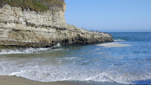 太平洋岩石海岸。海鸟在岩石上。视频素材