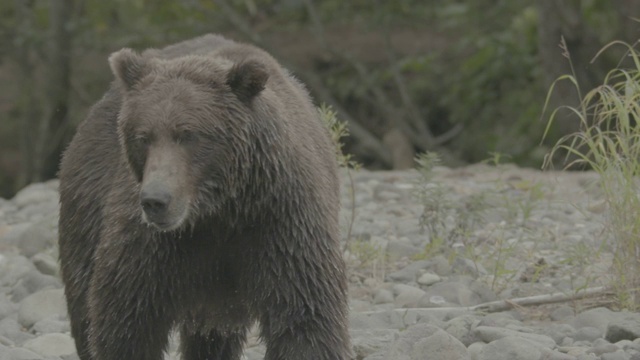 俄罗斯堪察加半岛千岛湖上的棕熊正在捕猎鲑鱼视频素材