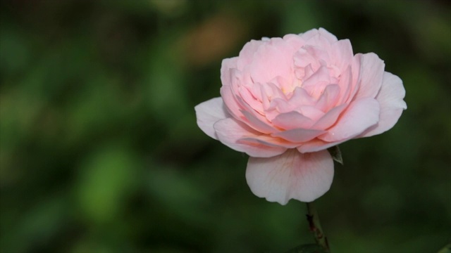 夏天，绿色灌木上的粉红玫瑰视频素材