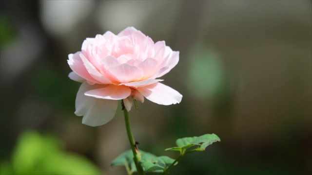 夏天，绿色灌木上的粉红玫瑰视频素材