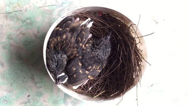 喂幼白臀沙马鸟(Copsychus malabaricus)视频素材