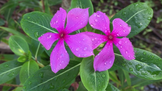 Catharanthus roseus G.Don花在树上视频素材