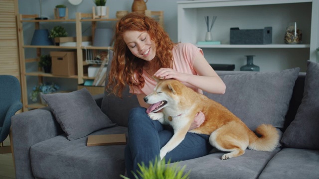 迷人的女人爱抚可爱的柴犬坐在公寓的沙发上视频素材