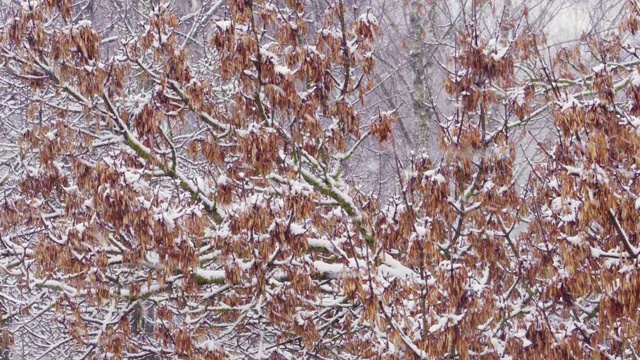 暴雪。在冬天的一天，雪花落在树上。多风的天气。城市冬季背景视频素材