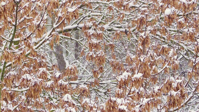 暴雪。在冬天的一天，雪花落在树上。多风的天气。城市冬季背景视频素材