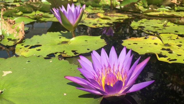 池塘里的紫色荷花和睡莲视频素材