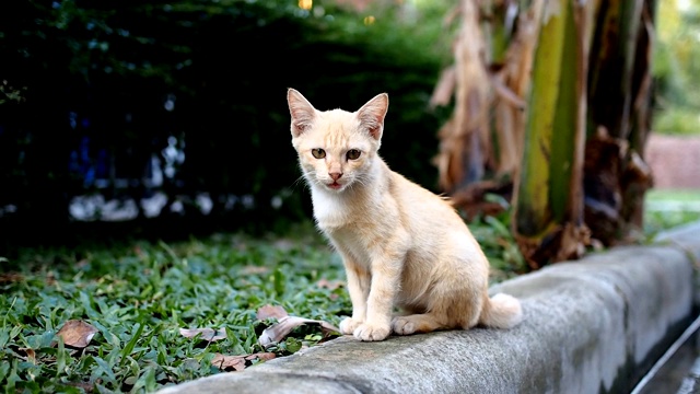 小猫饶有兴趣地盯着什么东西。视频下载