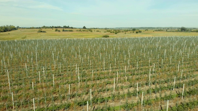 苹果园鸟瞰图。飞在苹果园上空。在水果种植园上空驾驶无人机。视频素材