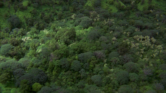 空中俯瞰树木、热带树叶和山脉。云或雾。可能是丛林，热带雨林。森林。视频素材